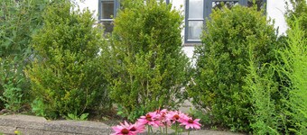 Double Room with Terrace - Provstegården Bed & Breakfast