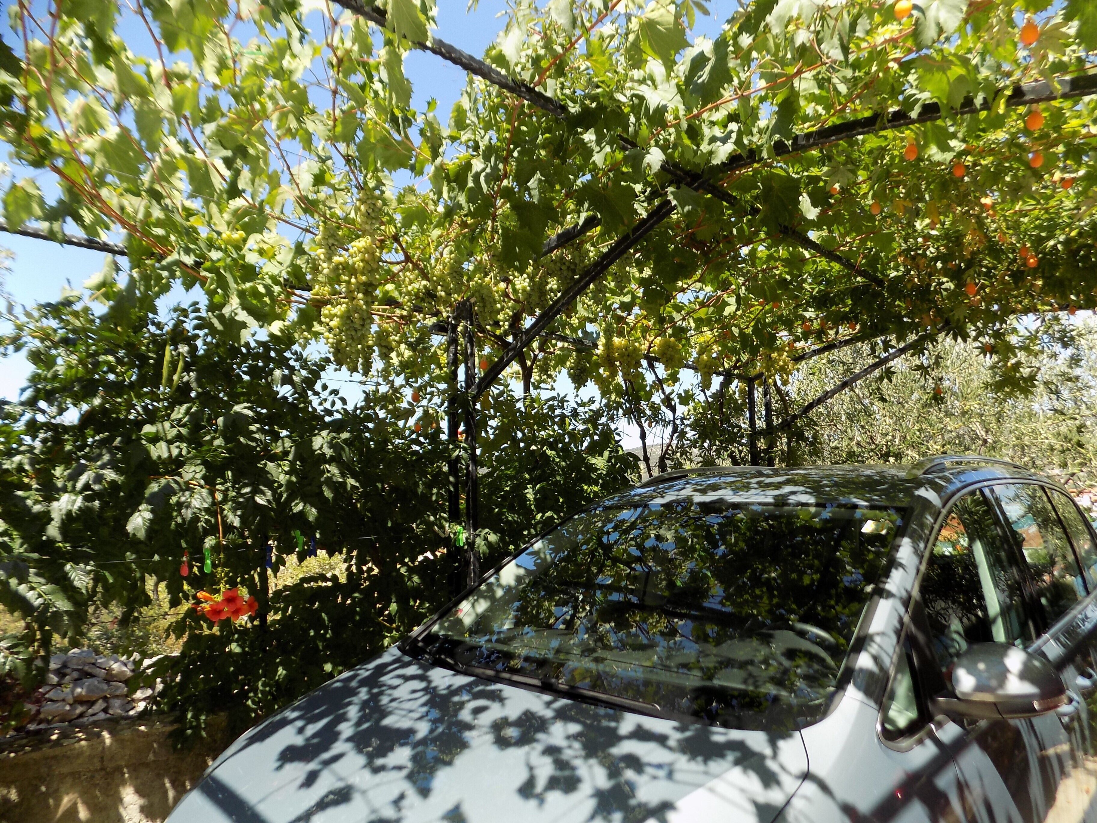 A car parked in a garden with green foliage and a stone wall.