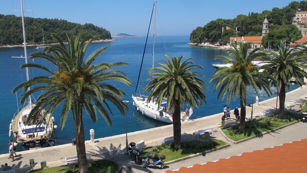 A marina with boats, palm trees, and a pedestrian walkway.