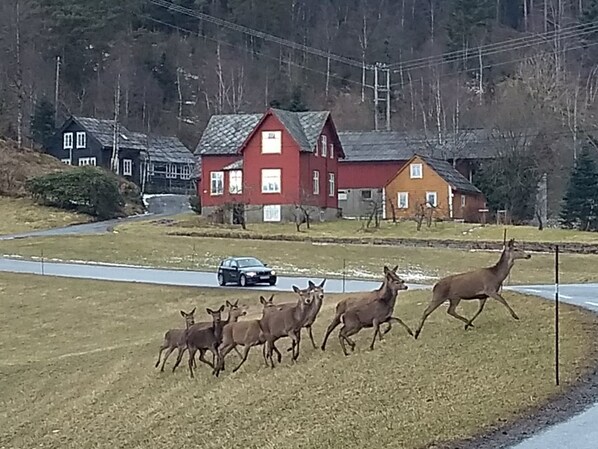 A rural landscape with a road, a red house, and a herd of deer crossing. - New, large family friendly cottage, with great views, in rural surroundings (Fusa)