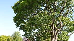 Ein Steinweg mit Metallgeländern, gesäumt von üppigen, grünen Bäumen und einer Steinmauer.