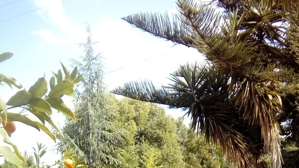 Un jardin avec différentes sortes de plantes et un sentier en pierre.