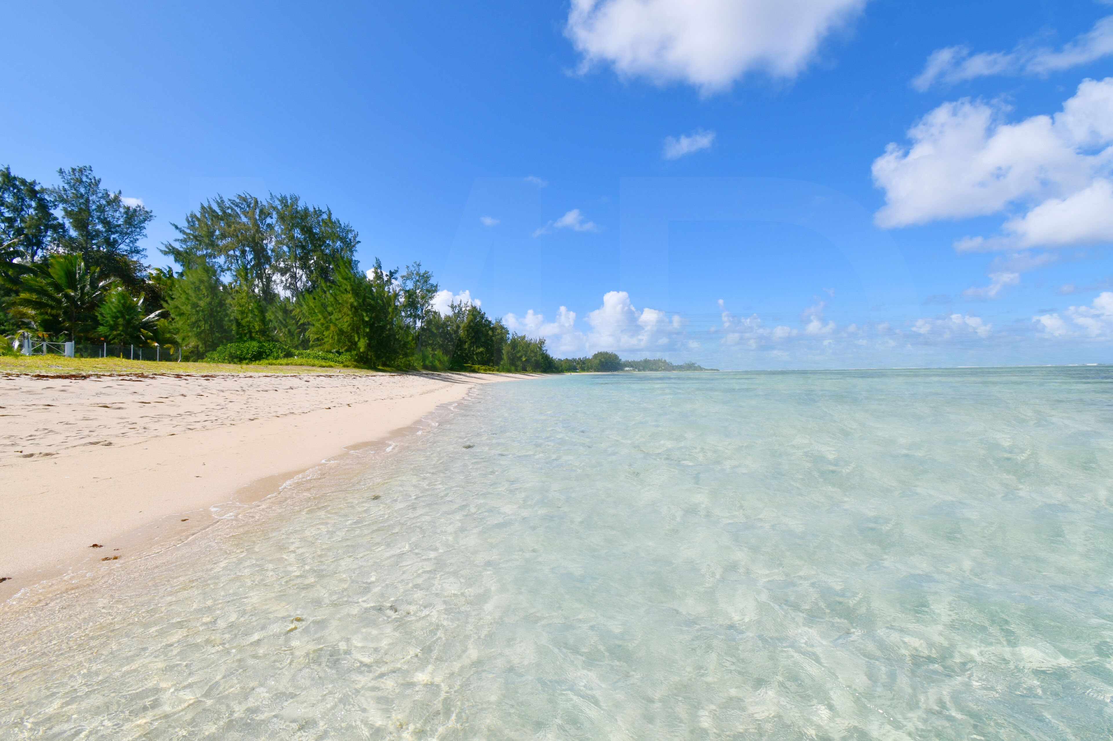A beach with clear water, sandy shore, and green trees.