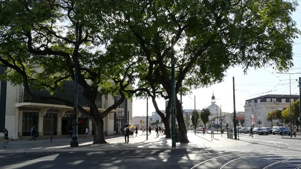 Escena urbana amb vies de tram, arbres i vianants.