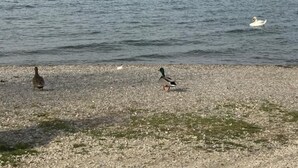 A pebbled beach with a view of the sea and a distant shoreline. - Delightful apartment with beautiful lake view (Desenzano del Garda)