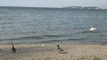 Playa en los alrededores y camastros