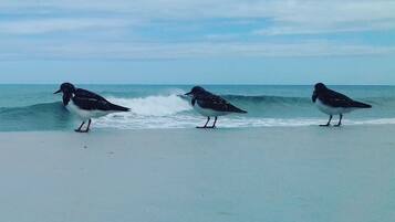 Playa en los alrededores