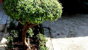 A well-maintained garden with a multi-tiered topiary tree, a stone pathway, and various plants. - Family apartment in Stobrec (Stobrec)