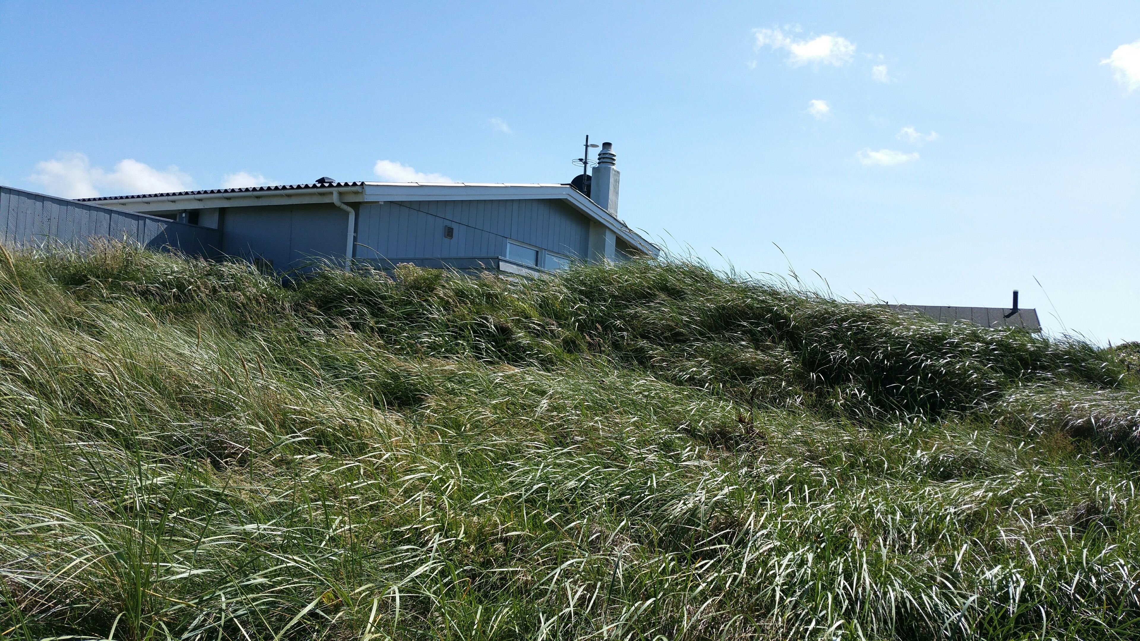 Een gebouw met een plat dak en schoorsteen, omgeven door hoog gras en struiken.