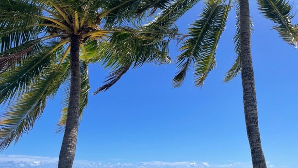 A beach with clear turquoise water, palm trees, and a boat in the distance.