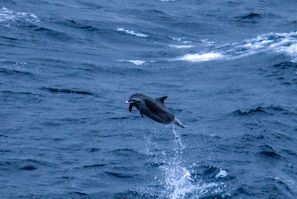 Dolphins leap from the ocean's surface.