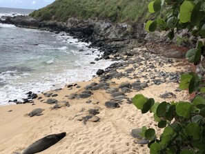 En la playa, camastros y toallas de playa 