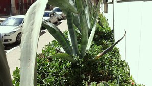 A street view with parked cars, a building with a balcony, and a plant with large leaves. - Sea house Casa Passiflora, 10 min. beach, BBQ garden  (Pula)