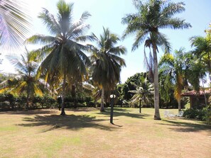 Escape to a serene tropical haven surrounded by lush palm trees and a well-manicured lawn.