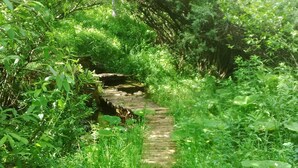 Ein schmaler, gepflasterter Weg, umgeben von üppigem Grün.