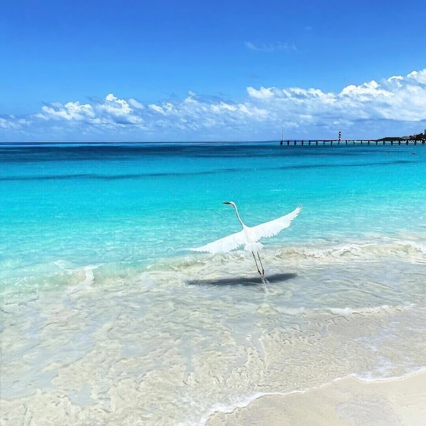 Beach nearby, sun-loungers, beach towels