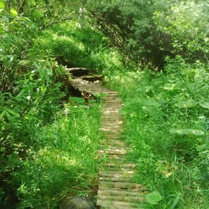 A narrow stone pathway surrounded by lush greenery.