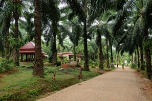 A pathway lined with palm trees leading to a building with a red roof. - Tonpalm Farmstay (Khlong Thom)