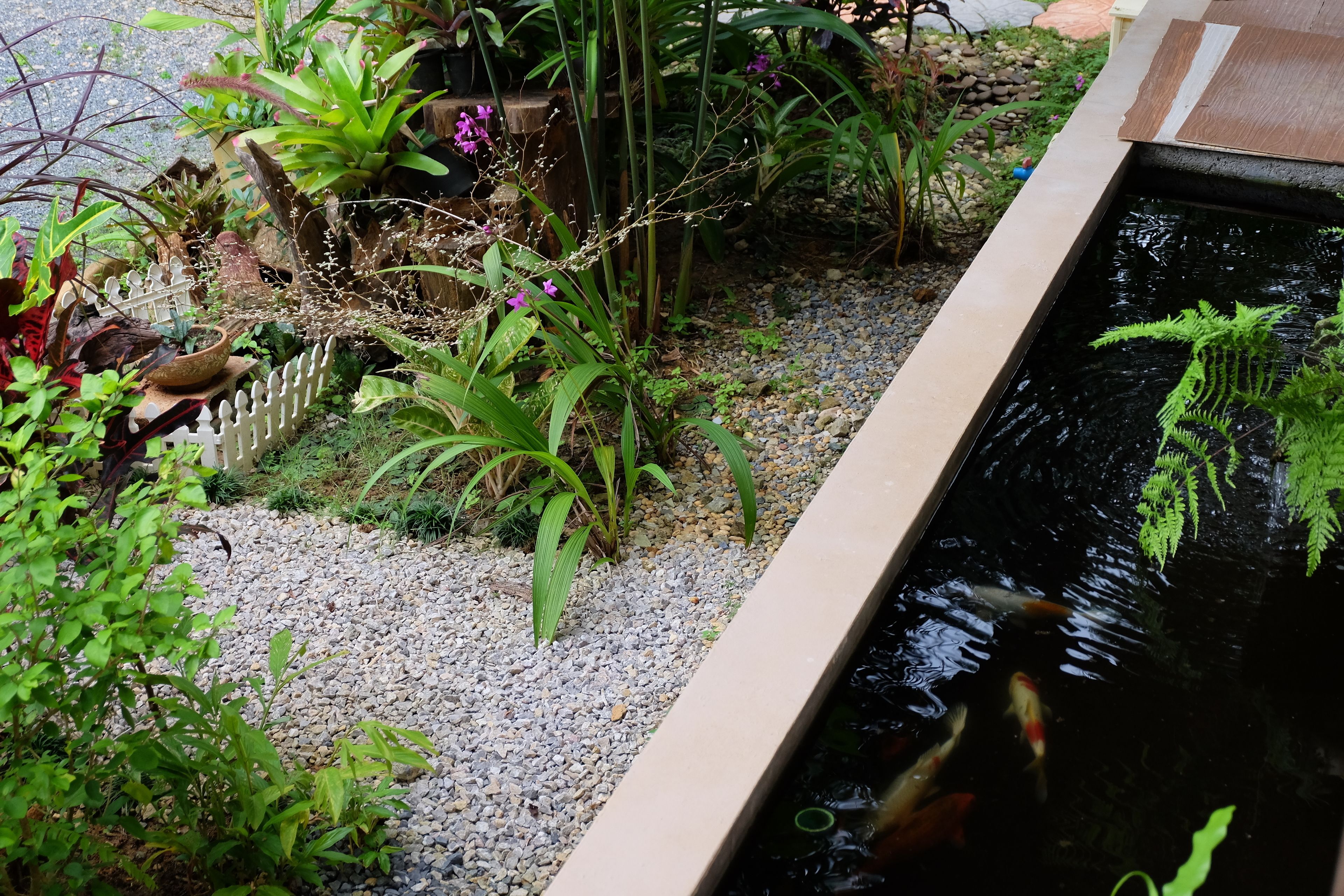 A koi pond with a wooden border, surrounded by gravel and various plants.