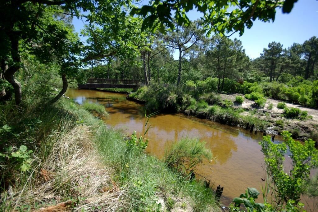 Un paysage naturel avec une rivière, une végétation luxuriante et un pont en bois.