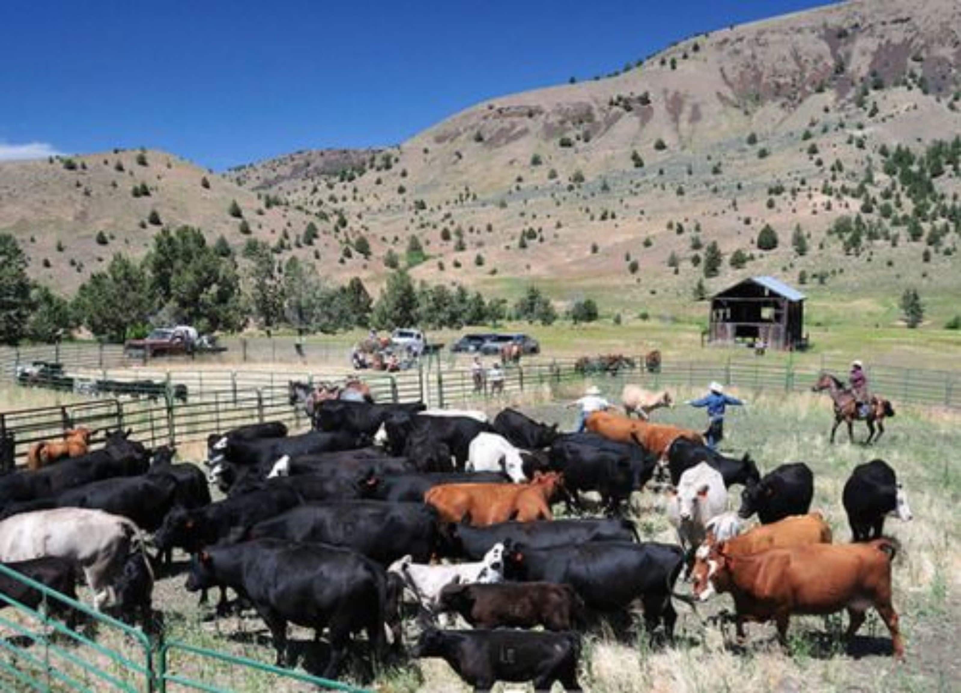 A rural landscape with a herd of cattle, a horse, and a few people in the distance.