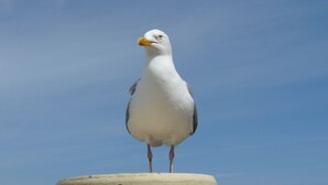 星評価なしの画像、5 / 25、ボタン