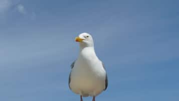 Una gaviota posada sobre una estructura de hormigón, con un cielo azul despejado.