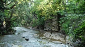 A natural stream surrounded by dense greenery and rocky terrain.