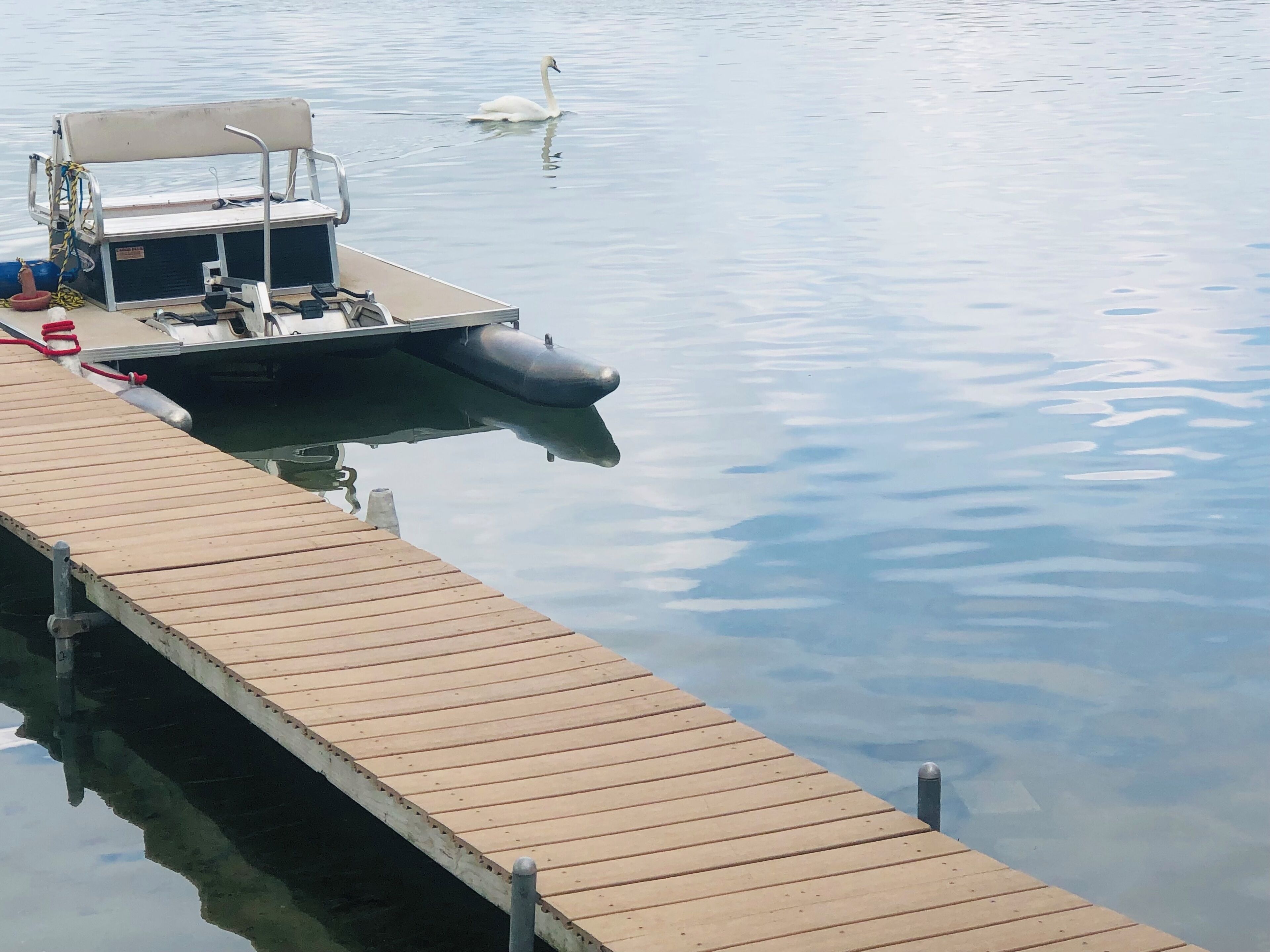 A wooden dock extending into calm water with a swan swimming nearby.