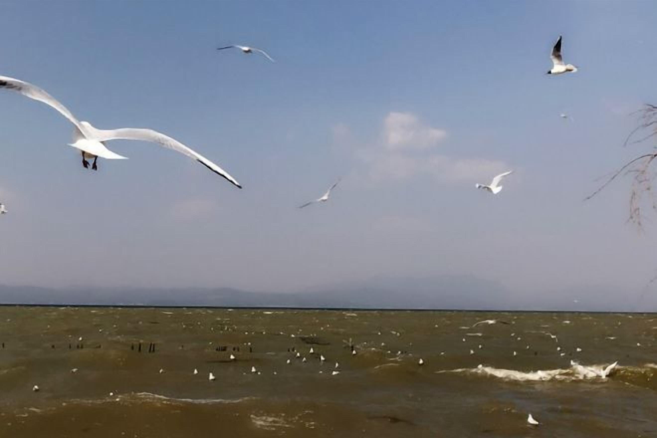 A coastal scene with birds flying over the water.