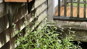 A wooden planter box on a wooden deck railing. - Charming Post and Beam Cottage! Walk to the beach, Tennis, Bike Path, & Shuttle (Nantucket)