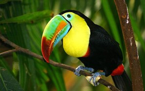 A toucan perched on a branch.