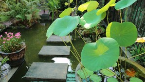 Ein Garten mit Teich, trittsteinen und verschiedenen Pflanzen.