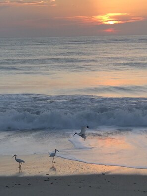 A beach scene with waves and birds at sunset.