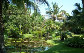 Un exuberante jardín con un estanque, palmeras y un pequeño puente.
