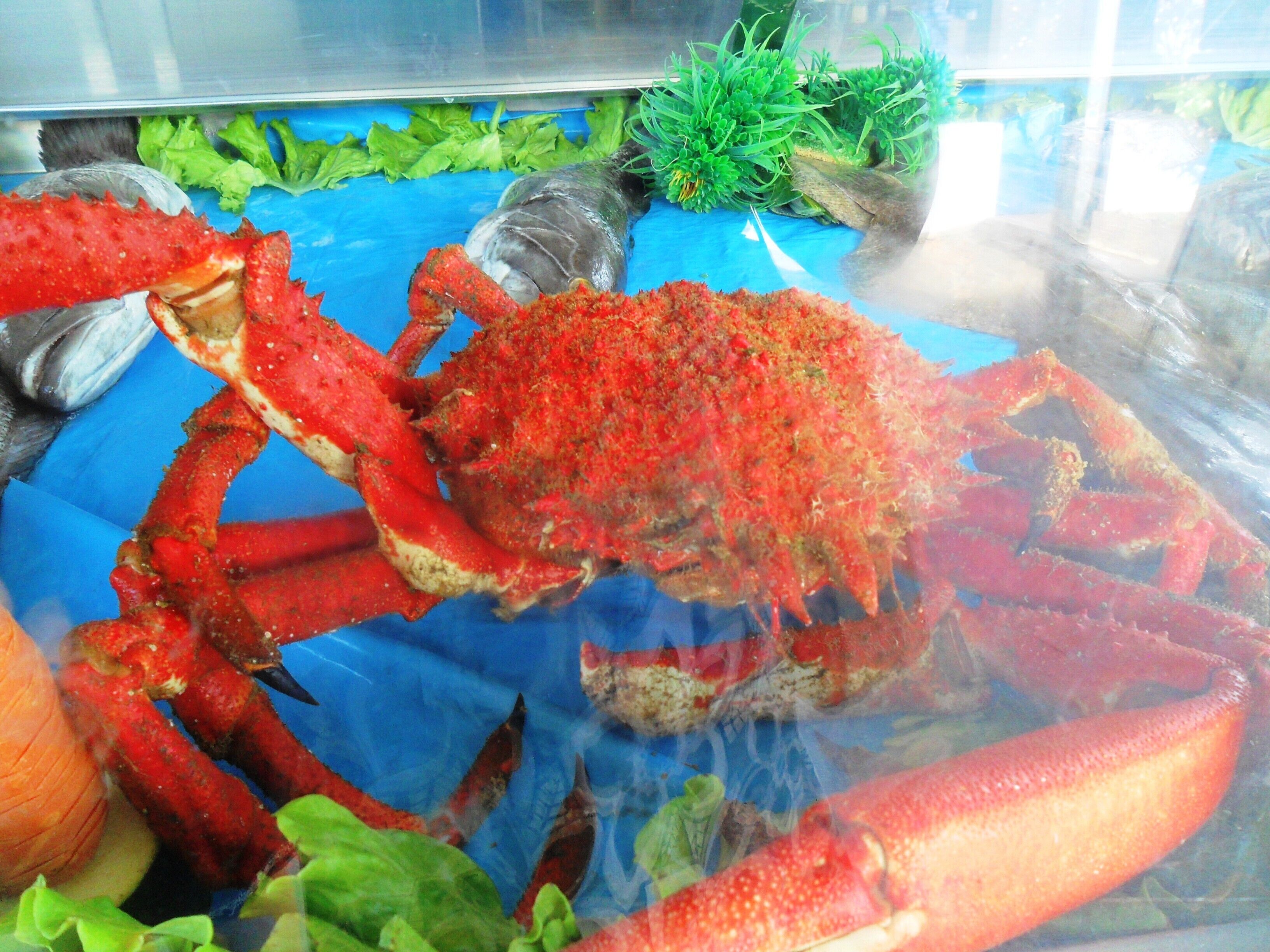 A seafood display with crabs and greens.