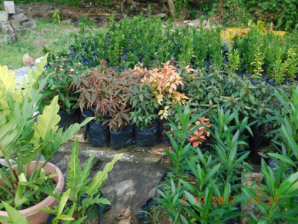 Plants are arranged in rows amidst a natural stone wall and lush greenery.