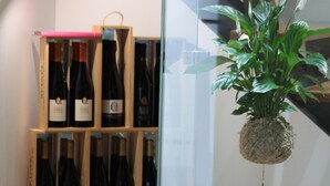Exhibición de vinos con botellas y una planta colgante en una habitación con suelo de madera y un separador de vidrio.