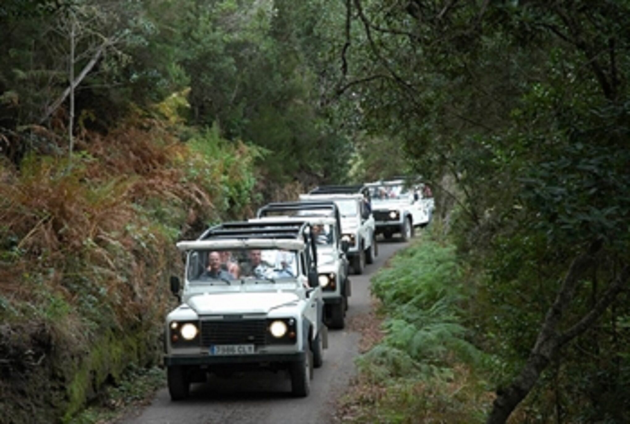 A convoy of vehicles driving on a narrow road surrounded by dense foliage.