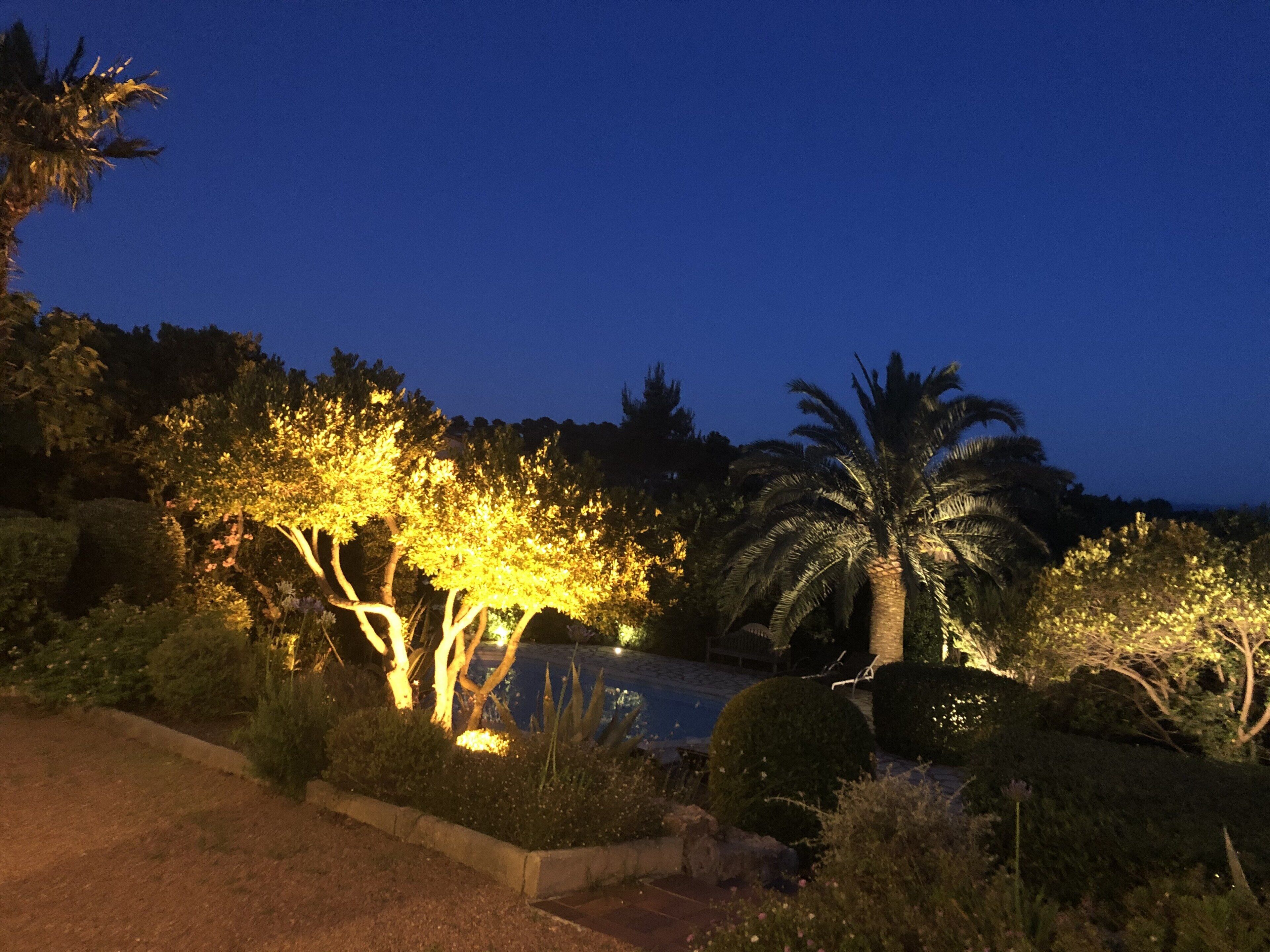 Een aangelegde tuin met verlichte bomen en een palmboom, omgeven door diverse struiken en planten.