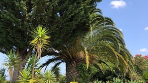Un grand arbre à l’écorce épaisse et au feuillage dense, une zone herbeuse agrémentée de quelques palmiers, et deux chaises longues blanches avec des coussins jaunes.