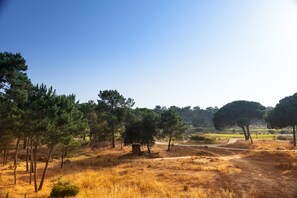 Un paysage naturel avec des arbres et un sentier de terre.