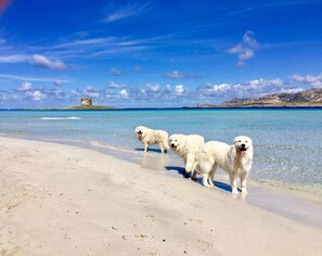 Playa en los alrededores 