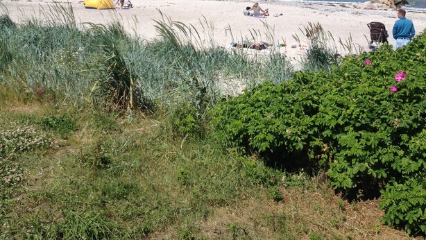Ein Strand mit Zelten und entspannten Menschen.