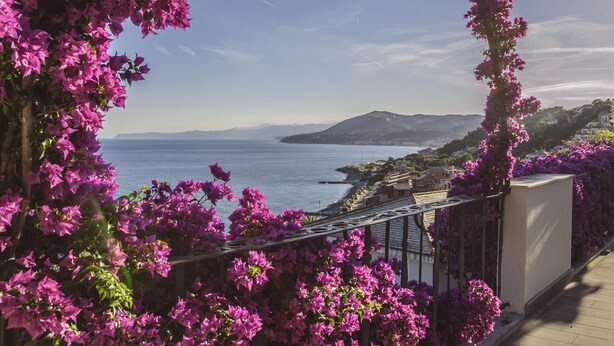 Une vue sur la côte, avec des fleurs de bougainvillier violettes, un ciel dégagé et des montagnes à l’horizon.