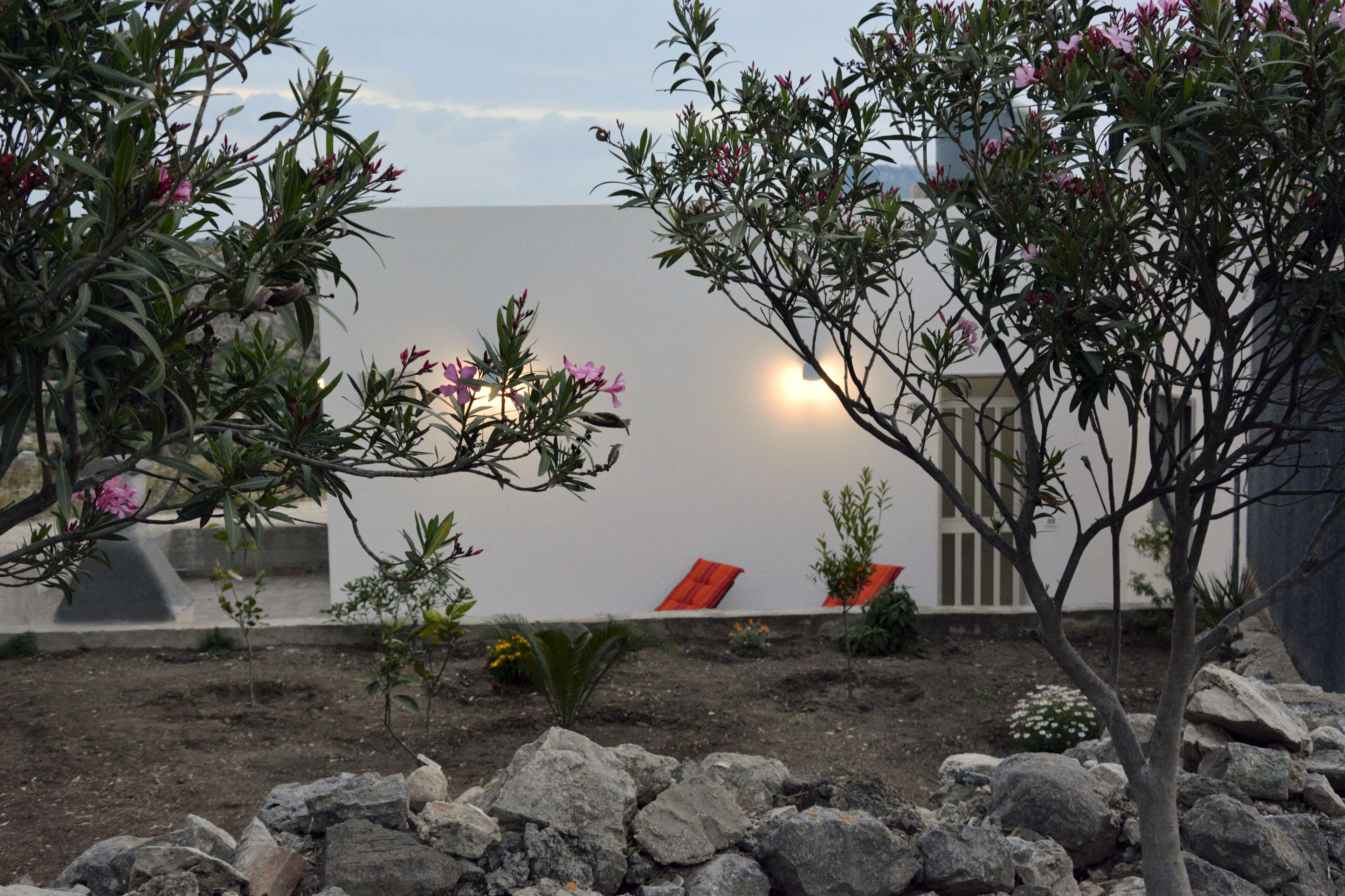 Um jardim com pedras, uma árvore pequena e um edifício ao fundo.