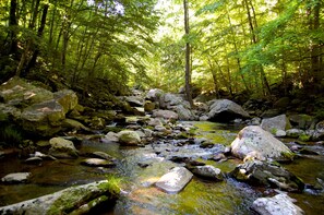 Ein WaldBach mit Steinen und Bäumen.