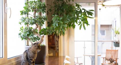 ★ Kattohuoneisto näköalalla | Nicosia Center ★