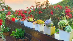 A rooftop garden with various potted plants and flowers, overlooking a hilly landscape. - Alishan Tea Garden (Fanlu)