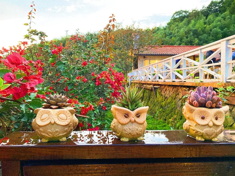 茶香花園民宿評價、特色體驗、房價資訊、訂房連結 – 阿里山山景溫馨住宿 - 照片 8